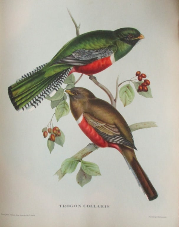 Trogon Collaris - John Gould 1804-1881: Trogon CollairsCuba Trogon Artist: After John Gould 1804-1881 Print Type: Halftone Dimensions: 16 x 12" Subject: Tropical Birds Condi