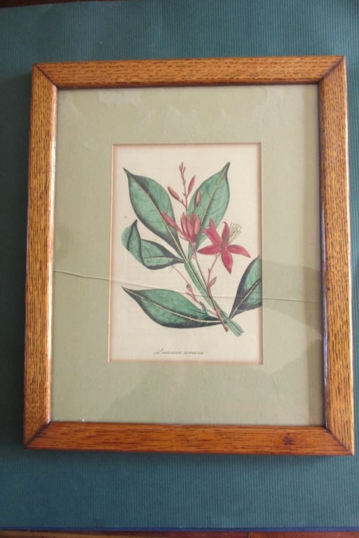 James Sowerby (1757-1822) Quassia Amara: James Sowerby (1757-1822) Quassia Amara Red flowered bitter quassia, Quassia amara. Handcolored copperplate engraving from a botanical illustration by James Sowerby from Wil