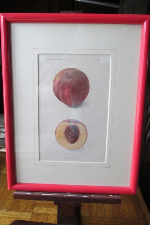 Willett Peach: Willett Peach US Dept. of Agriculture Artist: D. G. Passmore Print Type: Chromolithograph Date: 1904 Publisher: Grey Origin: American Dimensions: SS 5 1/2" x 8 1/2" Frame: Red 16 x 13" Subject: