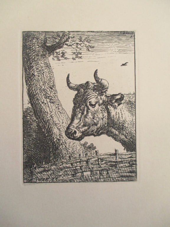 Cow By Tree - Etching Boland/Bartsch (1 of 1)
