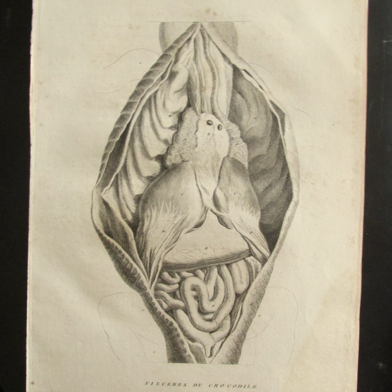 Fisceres Du Crocodile