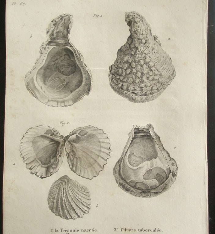 Two Sea Shells - Early Copper Engraving (1 of 3)
