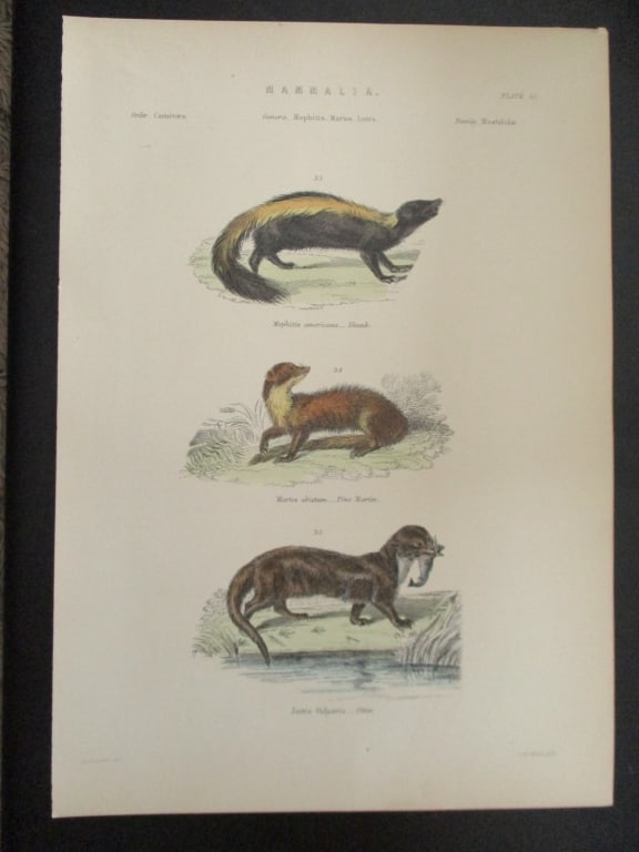 Skunk - Martin - Otter - Hand Colored Engraving (1 of 6)