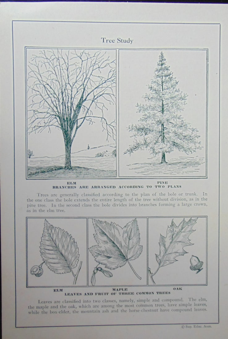 Tree Study: Tree Study Original teaching card. Text on verso with information. Dated: c 1930 - 1940's Type Teaching Card Size: 8vo Publisher: Superior Eduction Assoc. Condition Report Very Good Subject