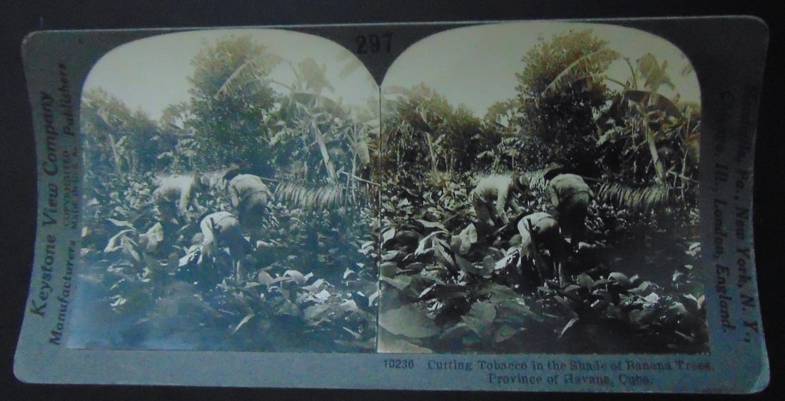 Cutting Tobacco - Havana Cuba: Cutting Tobacco in the Shade of the Banana Tree - Province of Havana Cuba Photographer: Keystone Dated: Circa 1900 - 1910 Subject: 19th/20th century