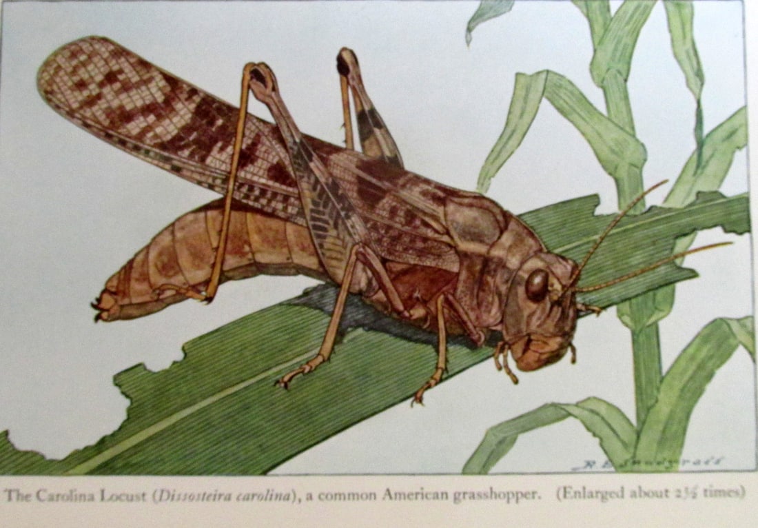 Insects - Their Ways and Means of Living (1 of 3)