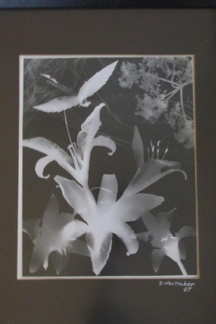 Lillies (Dan Whittaker ~ American 20th Century) (1 of 2)