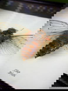 Large Cicada From Malaysia Cased Professionally.: Large Cicada From Malaysia Cased Professionally.dimensions as pictured.