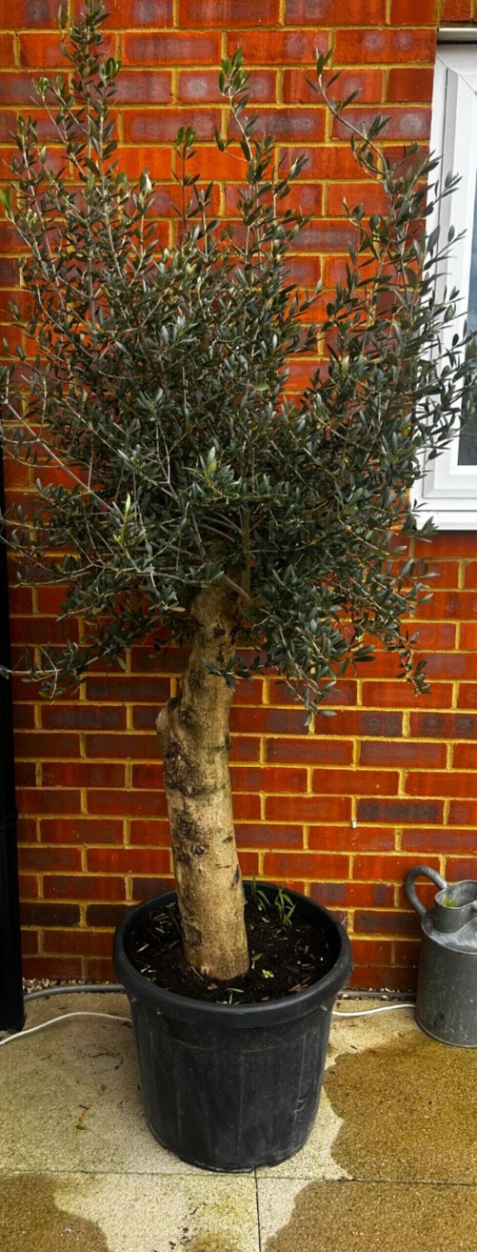 Large Established Olive Tree 6.5 Foot ( 5 available): Large Established Olive Tree 6.5 Foot, delivery is possible by designated courier company, please email for quote prior to placing any bids.