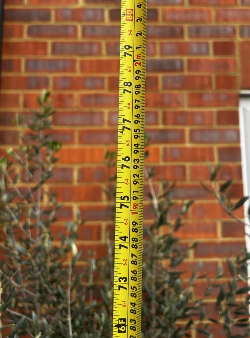 Large Established Olive Tree 6.5 Foot ( 5 available) - 2