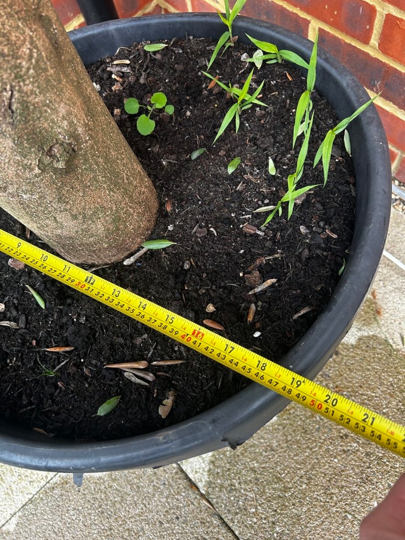 Large Established Olive Tree 6.5 Foot ( 5 available) - 3