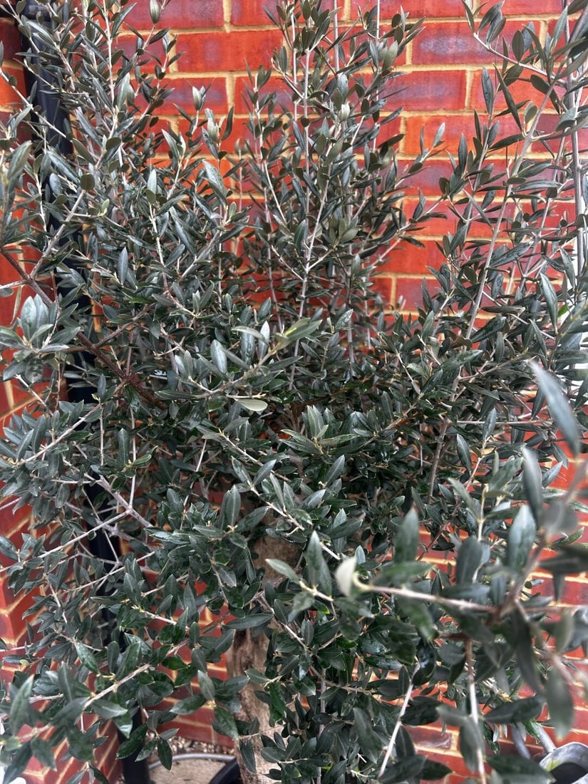 Large Established Olive Tree 6.5 Foot ( 5 available) - 4