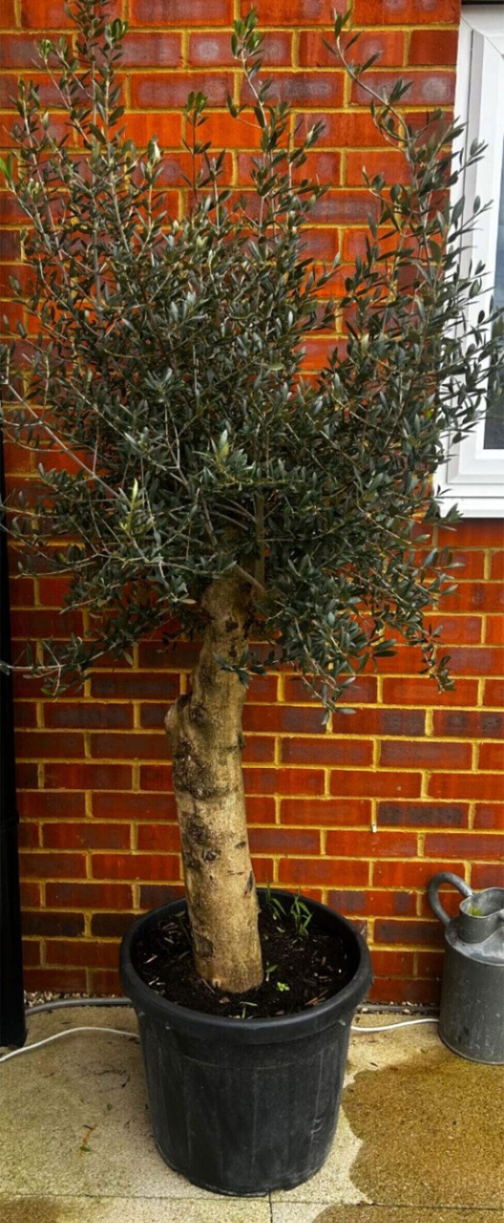 Large Established Olive Tree 6.5 Foot ( 5 available): Large Established Olive Tree 6.5 Foot, delivery is possible by designated courier company, please email for quote prior to placing any bids.