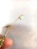 lot of 2 Victorian Gold, Diamond, Opal Stick lapel pins - 4