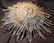 Swarovski Crystal Art Deco Sputnik Chandelier 1 - 2