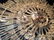 Swarovski Crystal Art Deco Sputnik Chandelier 1 - 3