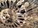 Swarovski Crystal Art Deco Sputnik Chandelier 2 - 6