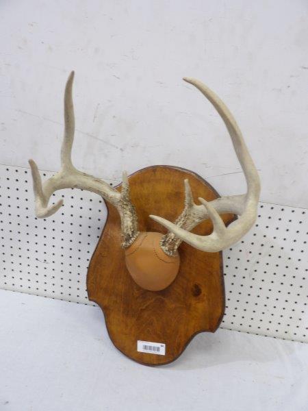 8 Point Whitetail Deer Antler Mount (1 of 3)
