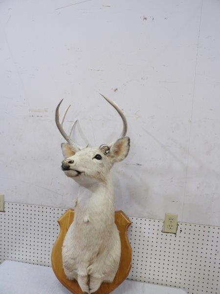 Six Point White Fur Deer Mount (1 of 4)
