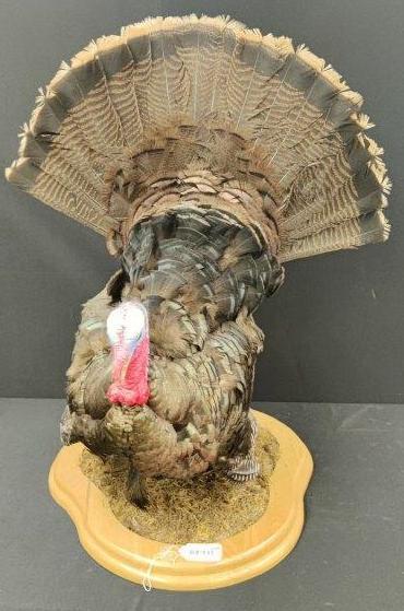 Full Body Strutting Tom Turkey Mount (1 of 4)