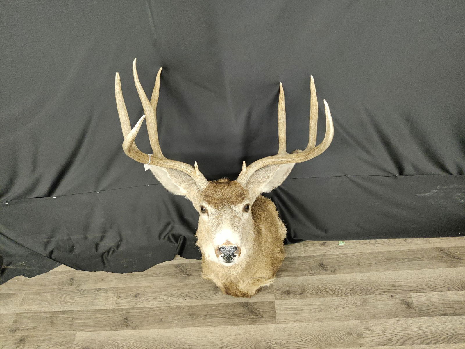 Mule Deer Shoulder Mount (1 of 3)