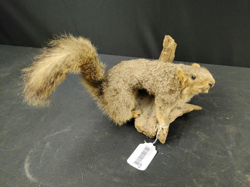 Taxidermy squirrel mount (1 of 3)