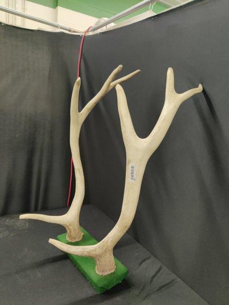 Elk antler mount (1 of 3)