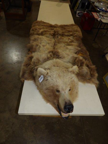 Taxidermy Kodiak bear rug (1 of 12)