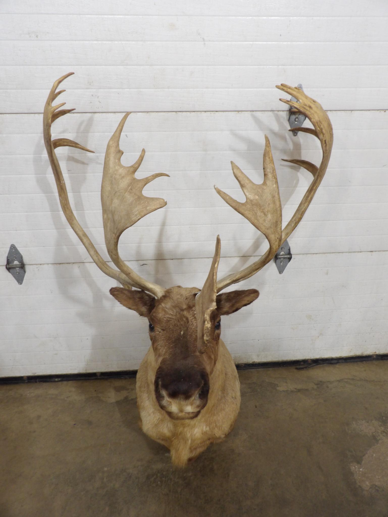 Caribou shoulder mount (1 of 13)