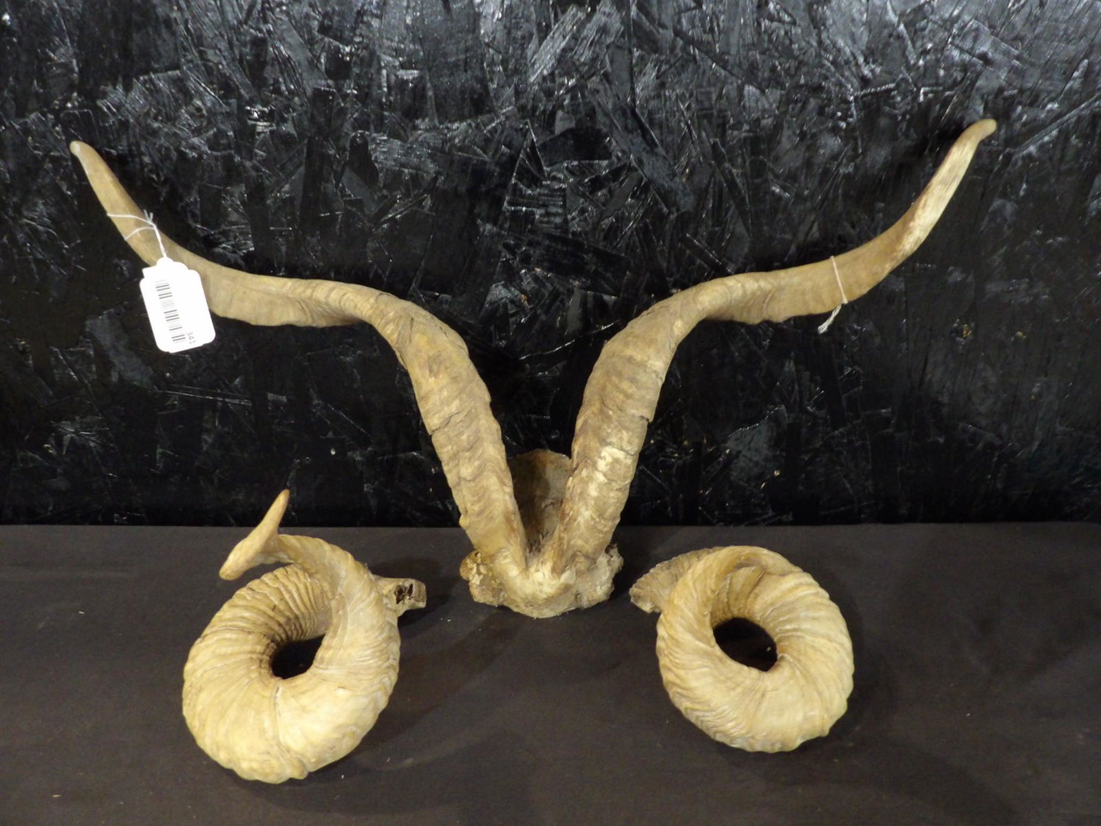 Ram & Sheep Horns (1 of 5)