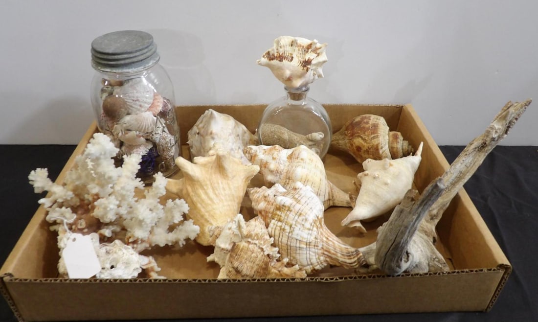 LOT OF SEASHELLS: INCLUDES 1 ATLAS JAR