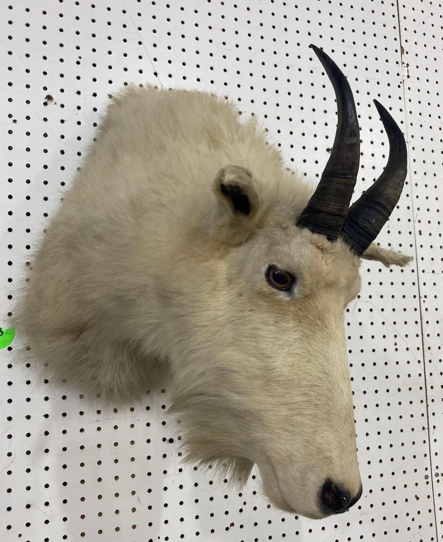 Mountain Goat Mount (1 of 9)