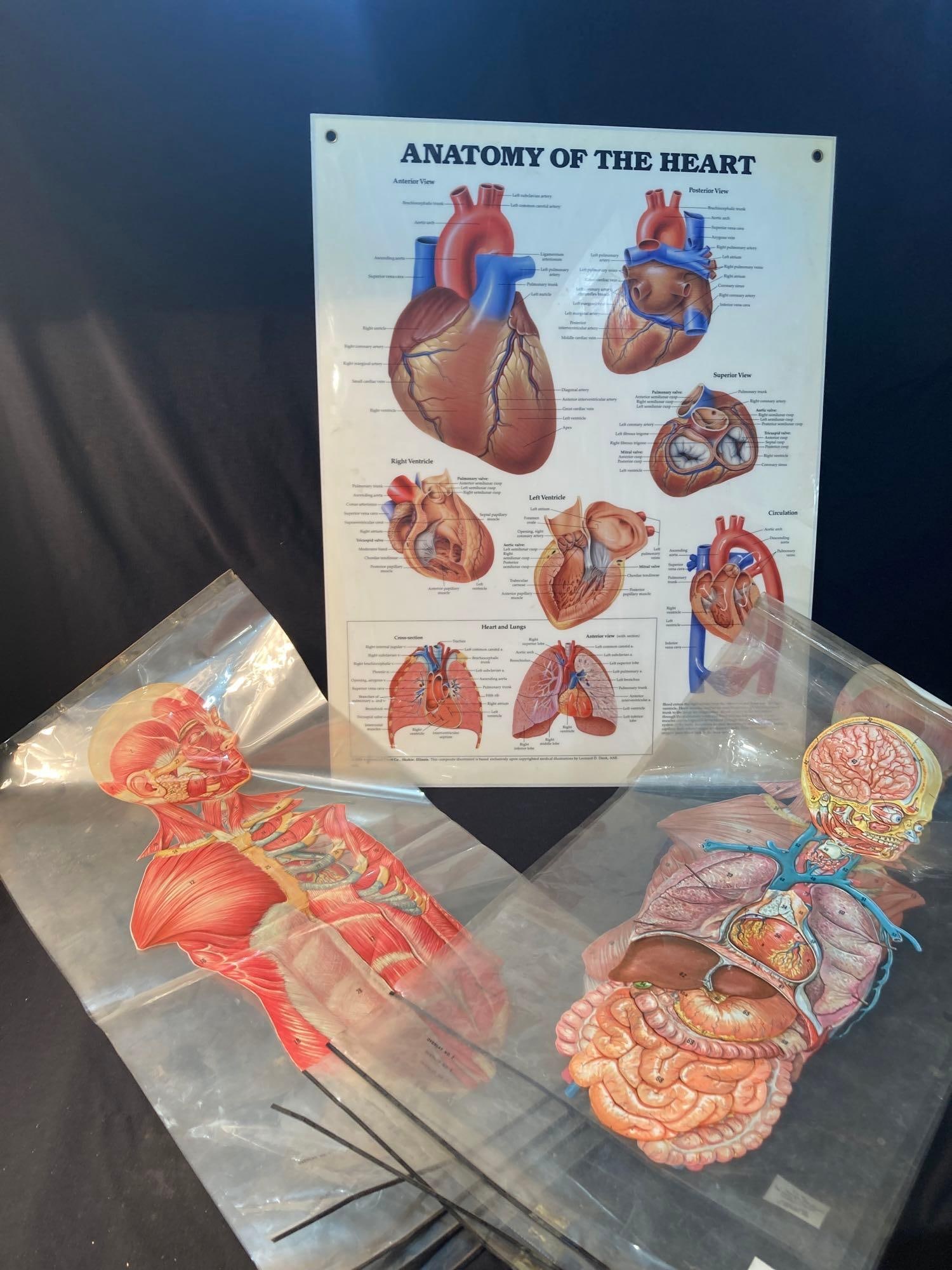 ANATOMY POSTERS AND CHARTS (1 of 5)