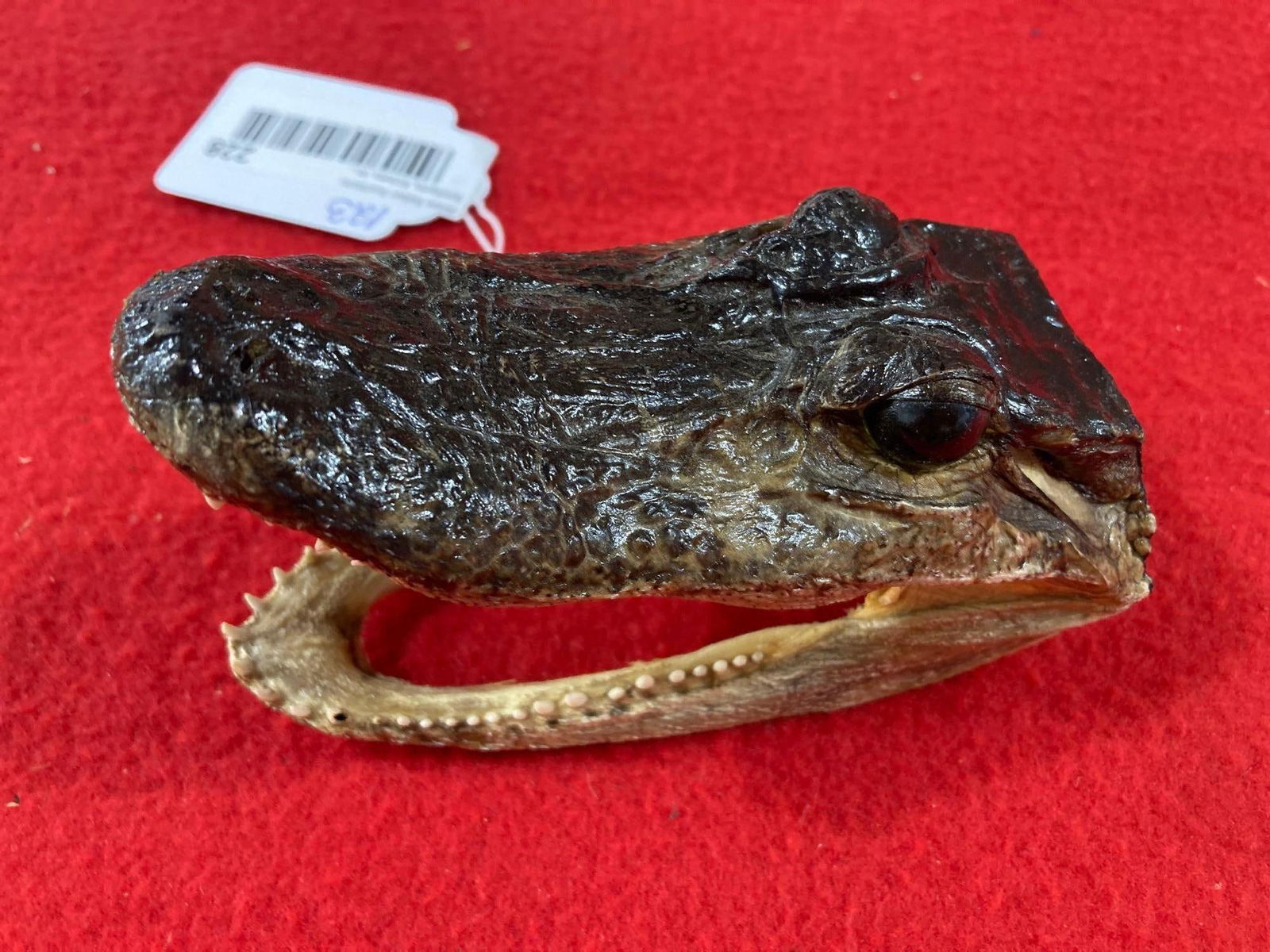 AMERICAN ALLIGATOR HEAD (1 of 6)