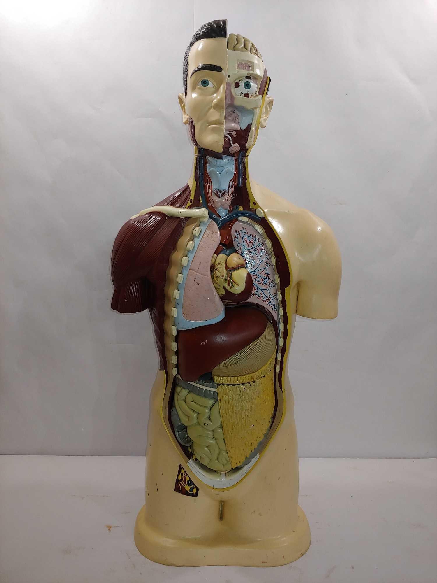 1964 NYSTROM MEDICAL MODEL (1 of 9)