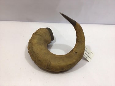 LARGE RAM POWDER HORN
