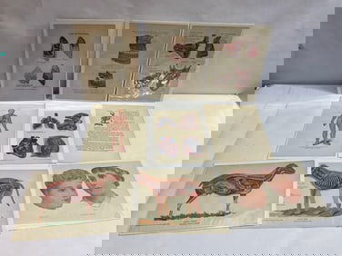 9 ANTIQUE MEDICAL LITHOGRAPHS