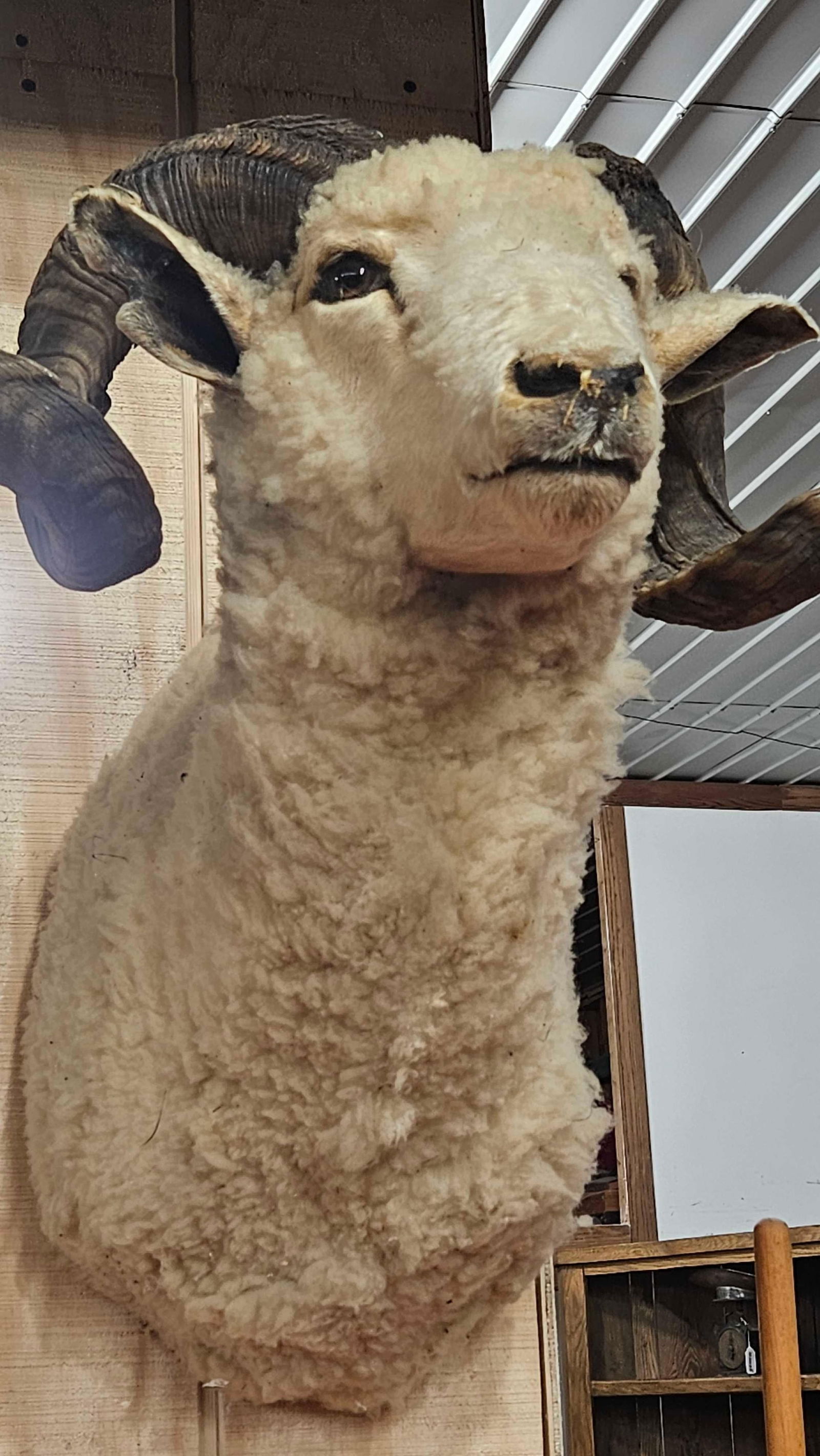 DALL SHEEP SHOULDER MOUNT (1 of 7)