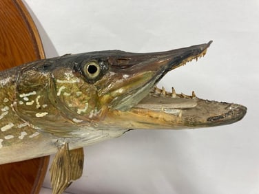 29" Northern Pike Lakehouse Fish taxidermy