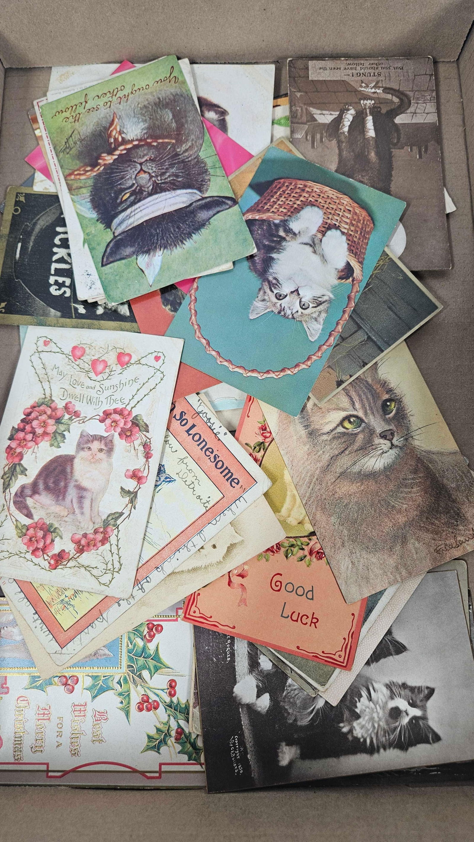 1900S CAT POSTCARDS (1 of 5)