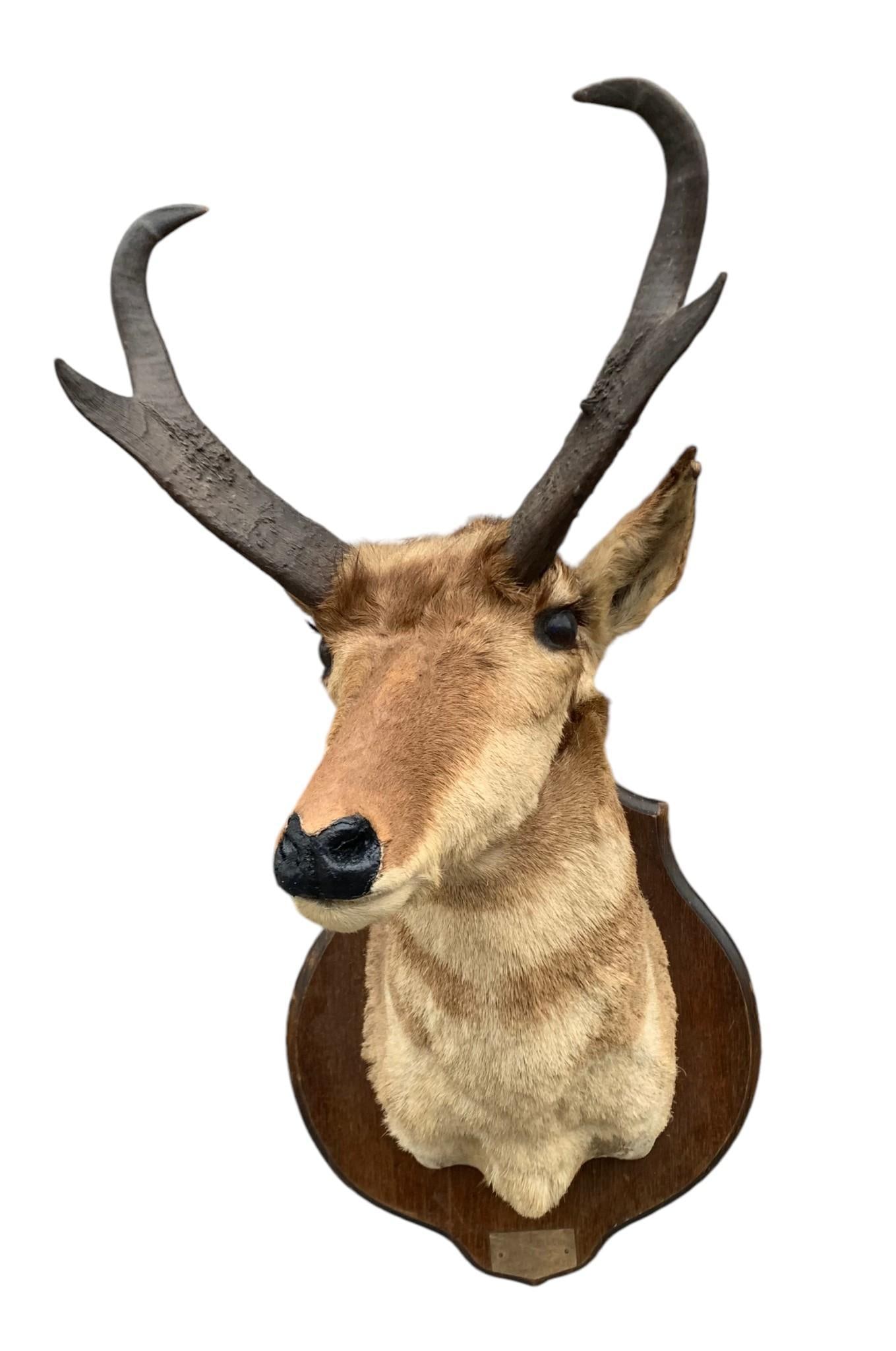 1964 Wyoming Pronghorn Antelope Woodsman Cabin Mounted Taxidermy (1 of 9)