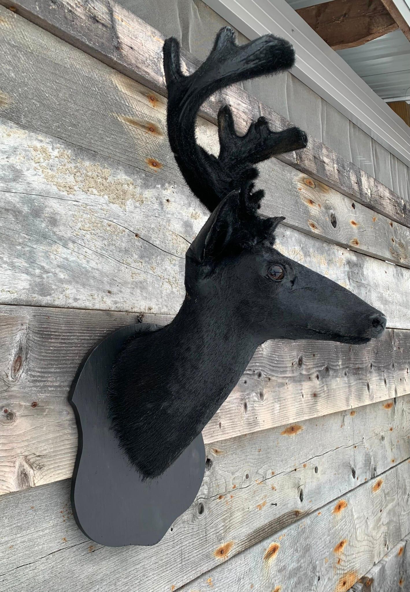 Early 16 Point Velvet Horned Buck, Large Vintage Atypical Stag, Cabin Taxidermy Deer Wall Mount (1 of 8)
