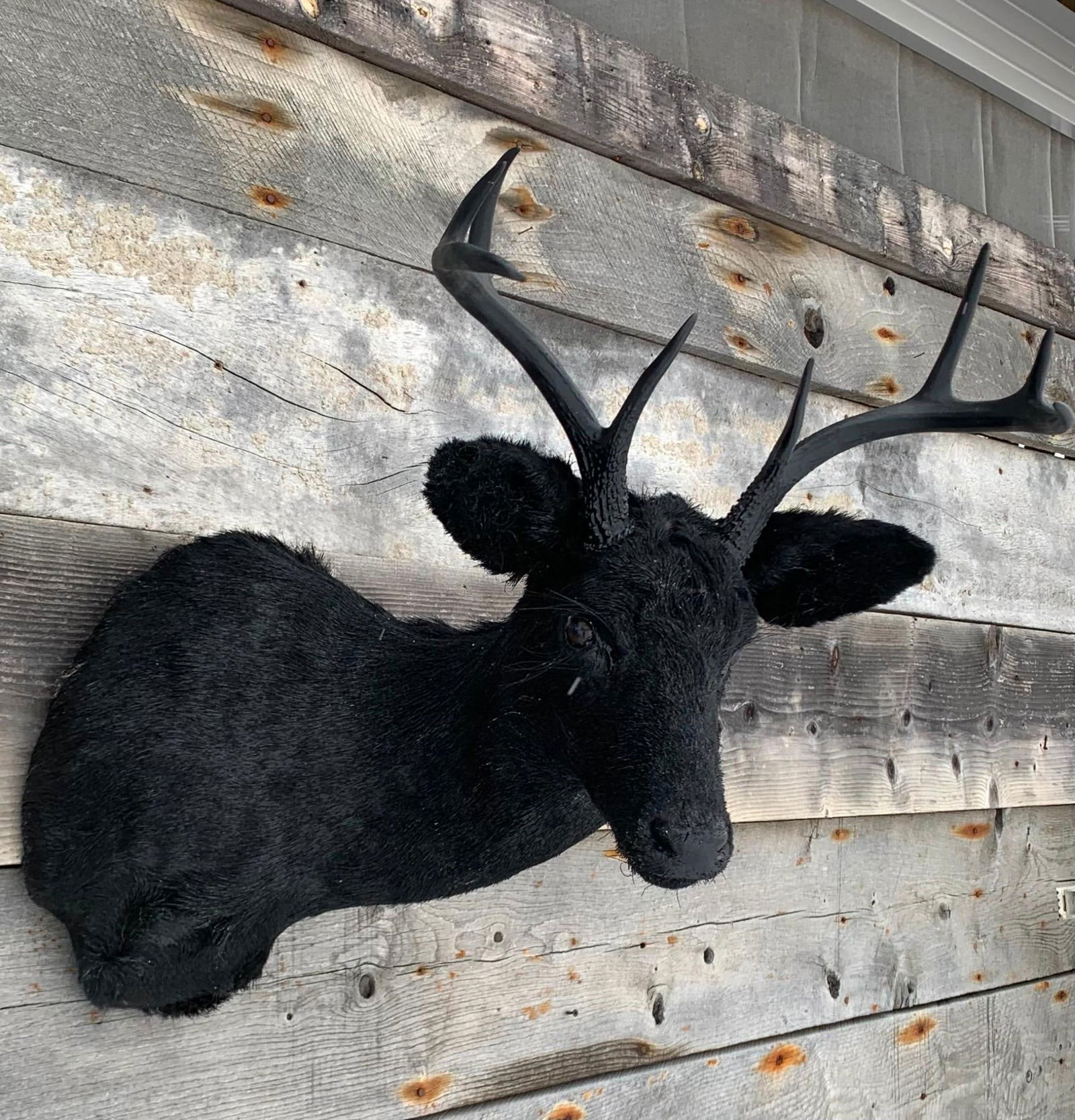 Impressive 8 Point Buck, Taxidermy Stag, Deer, Cabin, Hunt Lodge Mount (1 of 6)