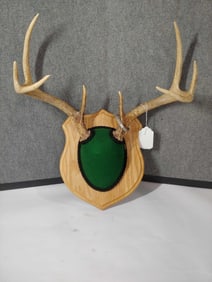 8 Point White Tail Antler  Mount