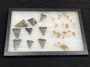 Shark and animal Tooth and Fossil Display