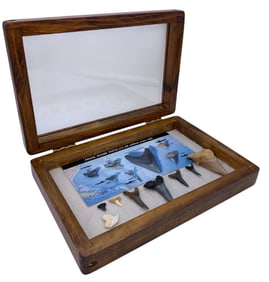 Fossil Shark Teeth Specimen Collection in Wooden Glass Top Viewing Box
