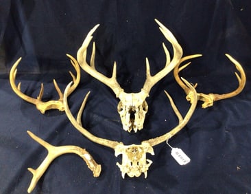 Stag Horn European & Skull Mount Collection