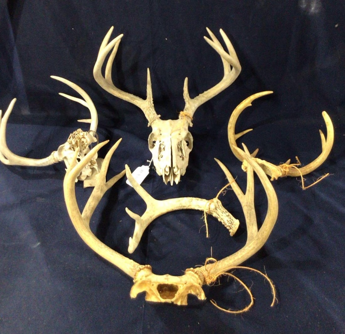 Whitetail & Stag Horn Huntsman Lodge Skulls: Several single antlers