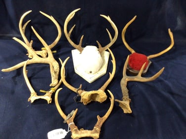 Mounted Stag Horn Cabin,  Huntsman, Lodge Natural Antler Decor