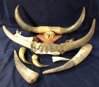 Stear & Bull Horns